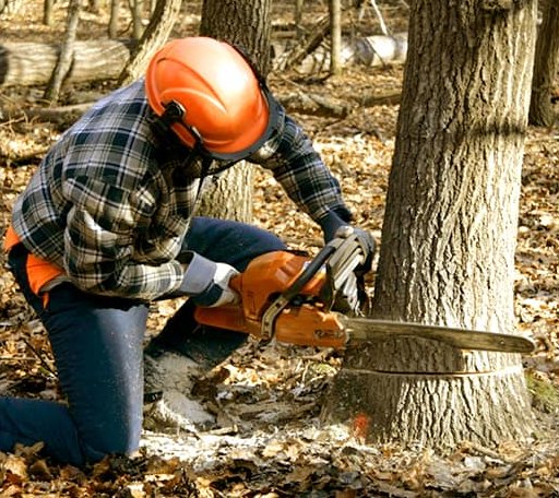 Tree Removal in Walthall, MS